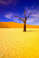 Skeleton Trees in Dead Vlei, Namibia Poster Print by Michele Westmorland
