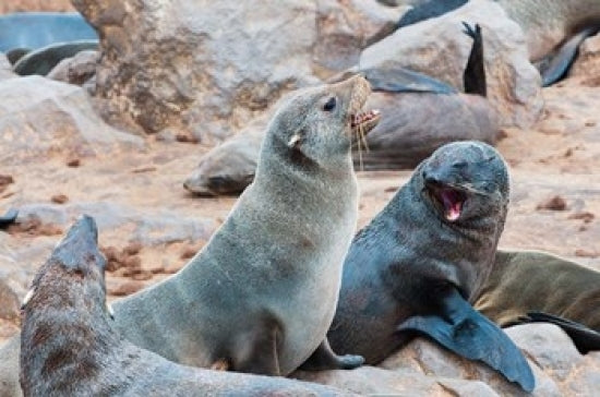 Cape Fur Seals at Skeleton Coast Fine Art Print by Nico Tondini