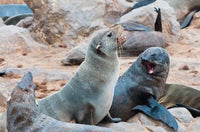 Cape Fur Seals at Skeleton Coast Fine Art Print by Nico Tondini