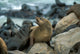 Namibia Cape Cross Seal Reserve Poster Print featuring two fur seals on rocks.