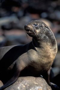 Namibia Cape Cross Seal Reserve Fur Seal Poster Print by Paul Souders