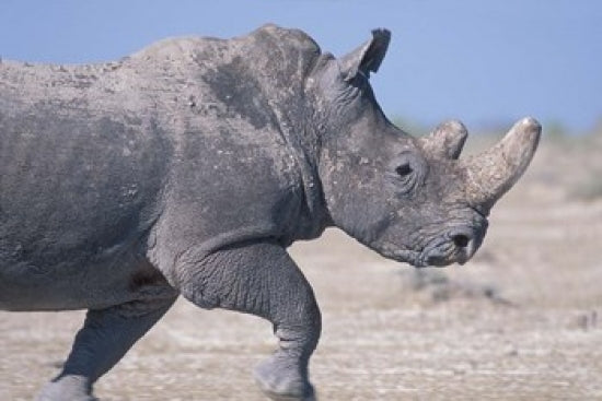 White Rhino Running on Etosha Salt Pan poster print by Paul Souders