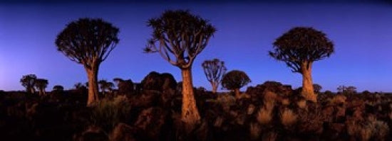 Quiver Tree Poster Print showcasing Kokerboomwoud in Namibia by Paul Souders.