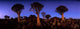 Quiver Tree Poster Print showcasing Kokerboomwoud in Namibia by Paul Souders.