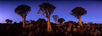 Namibia Quiver Tree Poster Print by Paul Souders showcasing the Kokerboomwoud