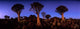 Namibia Quiver Tree Poster Print by Paul Souders showcasing the Kokerboomwoud