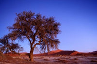 Namibia Sossusvlei Desert Tree Poster Print by Paul Souders