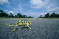 Flap-necked Chameleon lizard crossing the road in Namibia's Caprivi Strip poster print.