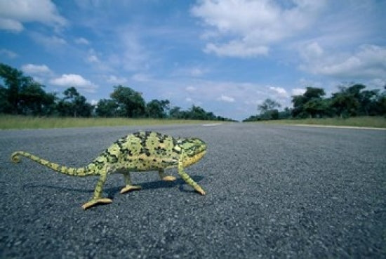 Flap-necked Chameleon Lizard crossing the road poster print by Paul Souders