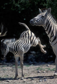 Plains Zebra Kicks Poster Print in Etosha National Park, Namibia by Paul Souders.