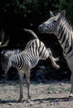 Plains Zebra Kicks Poster Print in Etosha National Park, Namibia by Paul Souders.