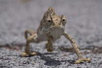 Namibia Caprivi Strip Flap Necked Chameleon Poster Print by Paul Souders