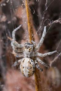 Spider feeding on moth in Etosha National Park, Namibia - Paul Souders Poster Print