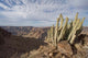 Cactus succulent poster print featuring Namibia's Fish River Canyon NP by Paul Souders