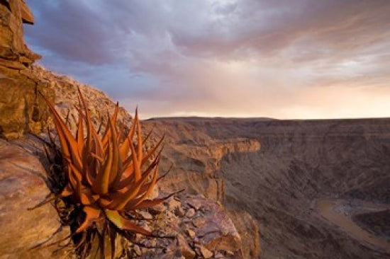 Namibia Fish River Canyon National Park desert plant poster print by Paul Souders.