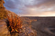 Namibia Fish River Canyon National Park desert plant poster print by Paul Souders.