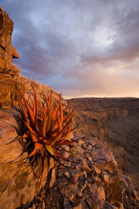 Namibia Fish River Canyon close up desert plant poster print