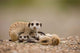 Meerkats in the Namib Desert Poster Print by Paul Souders