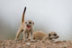 Namibia Meerkat and Mongoose Poster Print by Paul Souders, showcasing wildlife in the Namib Desert.