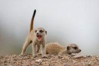 Namibia Meerkat and Mongoose Poster Print by Paul Souders