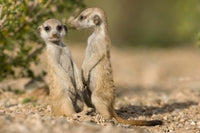 Namibia Meerkats Poster Print by Paul Souders showcasing a pair of meerkats in the Namib Desert.
