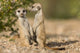 Namibia Meerkats Poster Print by Paul Souders showcasing a pair of meerkats in the Namib Desert.