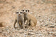 Namibia Meerkat and Mongoose Poster Print by Paul Souders