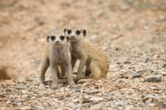 Namibia Meerkat Poster Print by Paul Souders depicting a meerkat in the Namib Desert.