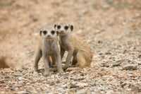 Namibia Meerkat Poster Print by Paul Souders depicting a meerkat in the Namib Desert.