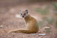 Namibia Yellow Mongoose wildlife poster print by Paul Souders