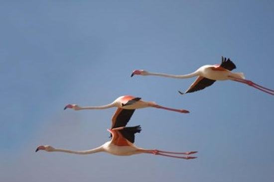 Namibia Skeleton Coast Lesser Flamingo Poster Print by Paul Souders featuring vibrant tropical birds.