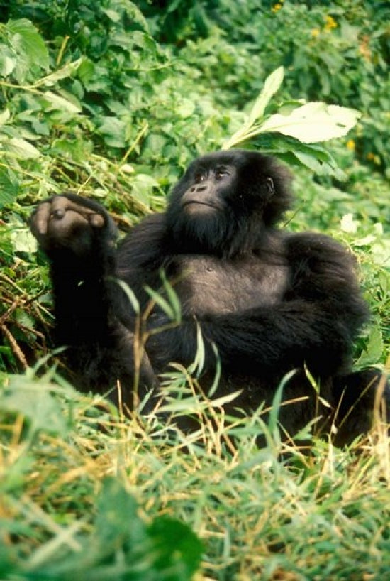 Rwanda Six-Year-Old Mountain Gorilla Poster Print by Alison Jones