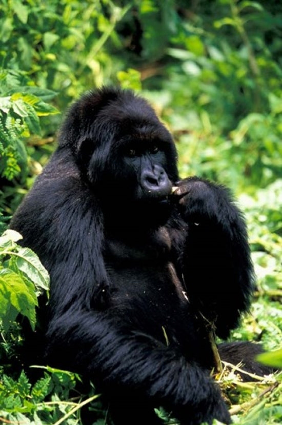 Mountain Gorilla poster print by Art Wolfe, Virunga Volcanoes National Park.