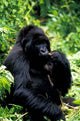 Mountain Gorilla poster print by Art Wolfe, Virunga Volcanoes National Park.