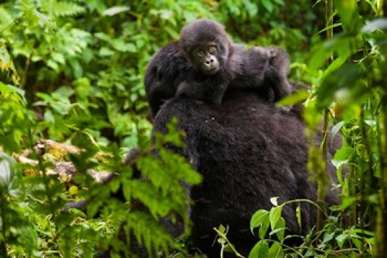 Gorilla carrying baby in Volcanoes National Park poster print by Art Wolfe