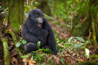 Mountain Gorilla Yawning Poster Print from Volcanoes National Park, Rwanda
