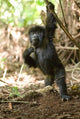 Mountain Gorilla Poster Print from Volcanoes National Park by Daniel Schreiber