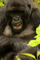 Mountain Gorilla Poster Print from Volcanoes National Park, Rwanda by Joe & Mary Ann McDonald