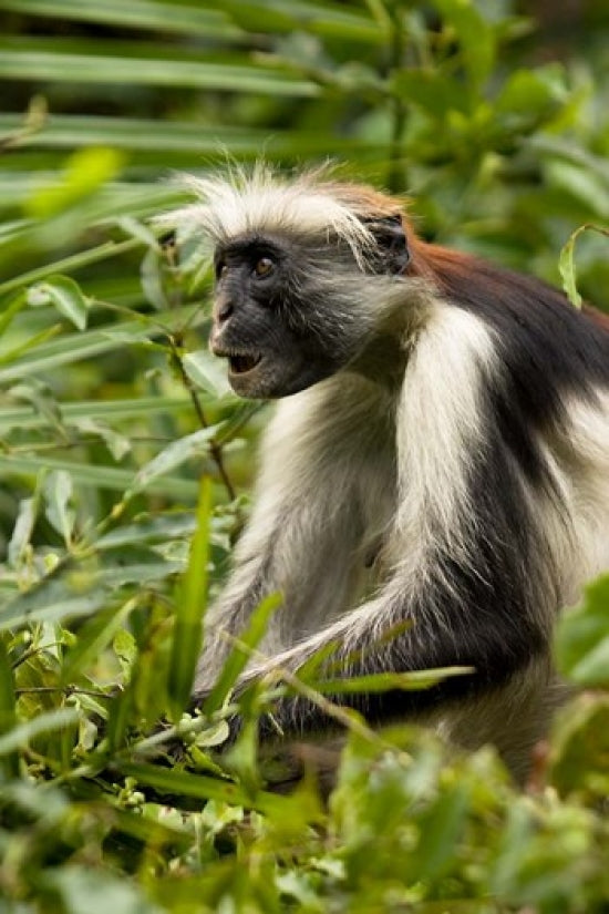 Red Colobus Monkey Poster Print from Volcanoes National Park, Rwanda by Joe & Mary Ann McDonald.