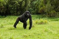 Mountain Gorilla Running Poster Print by Joe & Mary Ann McDonald