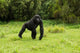 Mountain Gorilla Running Poster Print by Joe & Mary Ann McDonald