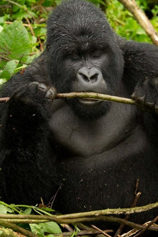 Gorilla Chewing Poster Print from Volcanoes National Park, Rwanda by Joe & Mary Ann McDonald.