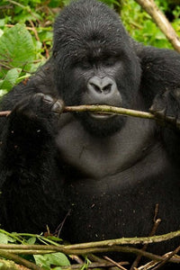Gorilla Chewing Poster Print from Volcanoes National Park, Rwanda by Joe & Mary Ann McDonald.