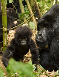 Adult and Baby Gorilla Poster Print from Volcanoes National Park, Rwanda