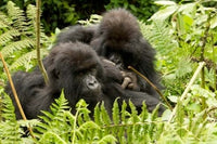 Pair of Gorillas in Volcanoes National Park Poster Print by Joe & Mary Ann McDonald