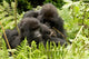 Pair of Gorillas in Volcanoes National Park Poster Print by Joe & Mary Ann McDonald