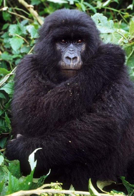 Mountain Gorilla Preening Group 11 Poster Print by Kevin Schafer