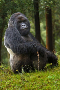 Mountain Gorilla poster print showcasing wildlife art by Ralph H. Bendjebar.