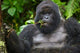 Mountain Gorilla Chewing Leaves Art Print by Ralph H. Bendjebar
