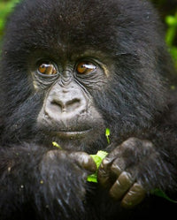 Close-up poster print of Mountain Gorilla from Volcanoes National Park.